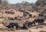 Where There’s Death, There’s Life:  The Ecological Impacts of Megacarcasses